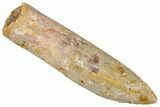 Fossil Sauropod Dinosaur (Titanosaur) Tooth - Morocco #298622-1